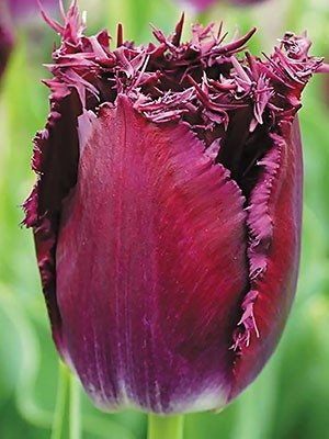 Тюльпаны Бахромчатые Purple Chrystal 11/12 (20 шт) - 1