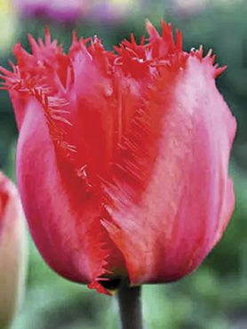 Тюльпани Бахромчасті Crystal Beauty 12/+ (3 шт)