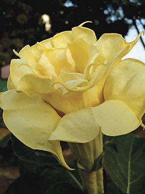 Бругмансия Double Yellow (1 шт) - 1