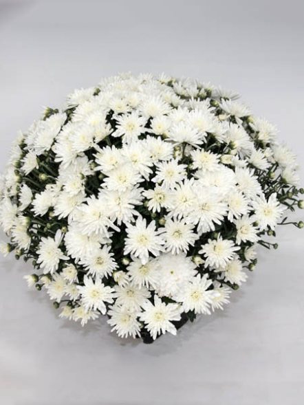 Хризантема дрібноквіткова низькоросла Branangel White (9 шт) - 1