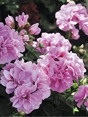Пеларгонія плющелиста Great Balls of Fire Light Lavender (1 шт) - 1