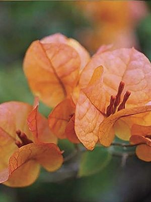 Бугенвіллея Vera Orange (1 шт)