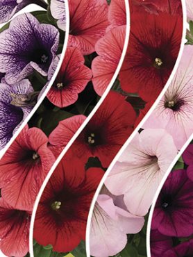 Петуния полуампельная обильноцветущая Potunia, смесь (6 шт)