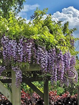 Глициния обильноцветущая Violacea Plena (1 шт)