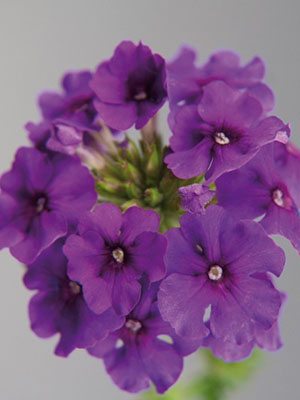 Вербена гибридная Riverdance Carpet Violet (6 шт) - 1