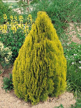 Туя східна Pyramidalis Aurea (1 шт)