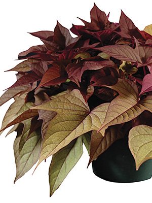 Кручені паничі (батат) FloraMia Rusty Red - 1