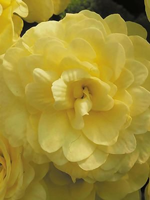 Примула обыкновенная Petticoat Yellow F1 (3 шт)