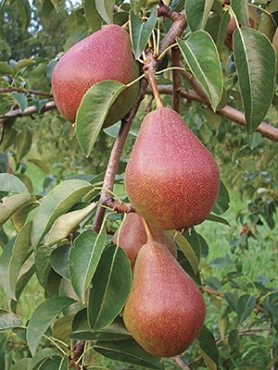Груша Глубокская (Патен) (1 шт)
