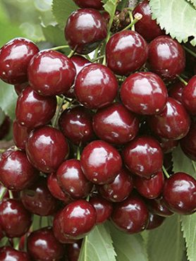 Черешня Мичуринская поздняя (1 шт)