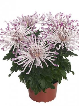 Хризантема горщикова Firestone Pink (3 шт)