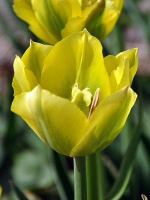 Тюльпаны зеленоцветковые Yellow Springgreen 11/12 (100 шт) - 1