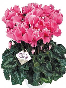 Цикламен крупноцветковый Halios Curly  Fuchsia F1(осень) (1 шт)
