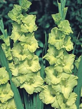 Гладиолус садовый Green Star 12/14 (20 шт)