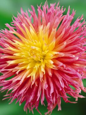 Георгина кактусовая бахромчатая Fringed Star (1 шт)