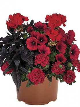 Набор  Confetti Garden EU Flags black red Tirana (1 шт)