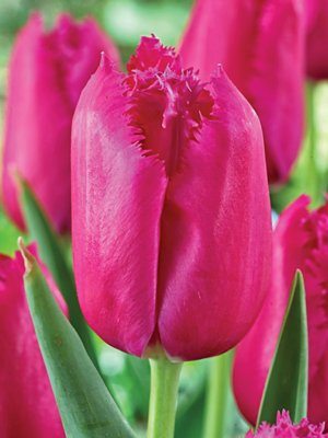 Тюльпаны Бахромчатые Burgundy Lace 11/12 (3 шт) - 1