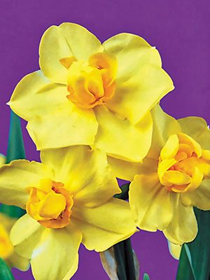 Нарциссы Махровые Yellow Cheerfulness 10/12 (3 шт) - 1