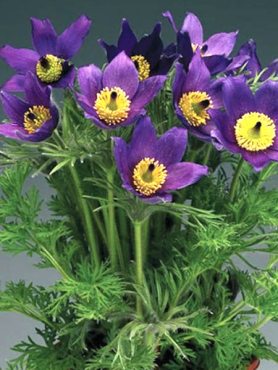 Сон звичайний Blue Violet Shades
