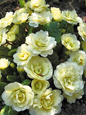 Примула звичайна Petticoat Creme F1 (3 шт) - 1