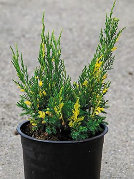 Можжевельник китайский Blaauw Variegata (1 шт)