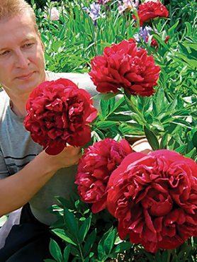 Пион молочноцветковый Henry Bockstoce (1 шт)