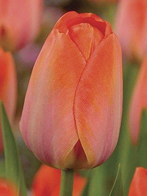 Тюльпаны Дарвиновы гибриды Orange Van Eijk 12/+ (20 шт) - 1
