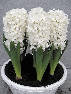 Гиацинт садовый Fairy White 15/16 (350 шт) - 1