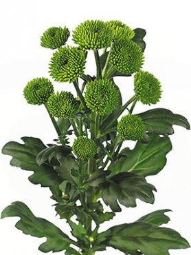 Хризантема срезочная Palm Green Dark (3 шт)