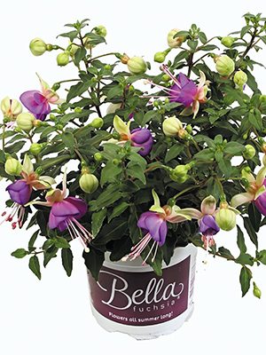 Фуксія гібридна Bella Diana (1 шт) - 1