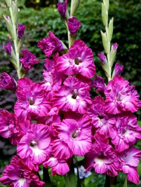 Гладиолус садовый Nablus Frizzle (50 шт)