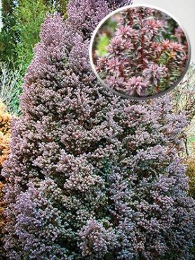 Кипарисовик туевидный Red Star (1 шт)