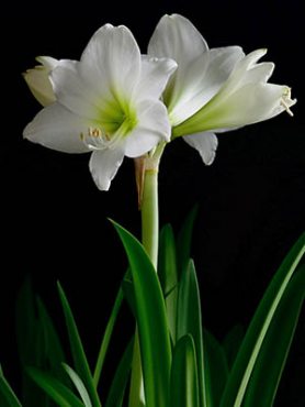 Гиппеаструм гибридный White Garden 14/16 (1 шт)