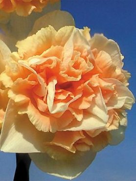 Нарциси Махрові Flower Surprise 1214 (2 шт)