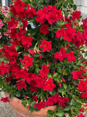 Дипладения Bbrasileira Scarlet Red (1 шт)