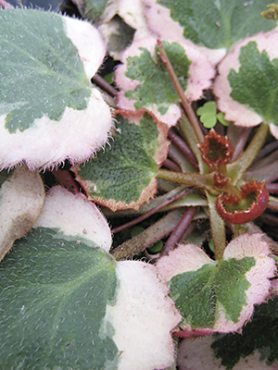 Камнеломка плетеносная Variegata (1 шт)
