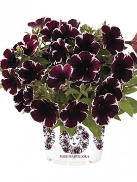 Петуния полуампельная Sweetunia Miss Marvelous (3 шт)