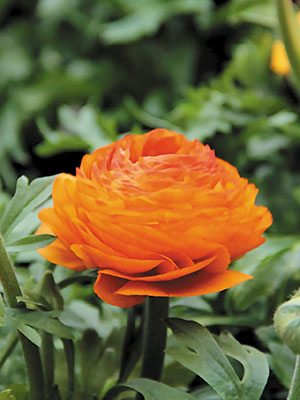 Лютик азиатский Aviv Picotee Orange (3 шт) - 1