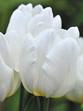 Тюльпаны Простые ранние White Prince 12/+ (20 шт)
