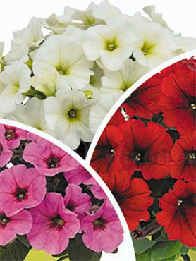 Петуния гибридная Potunia Plus, смесь (3 шт)