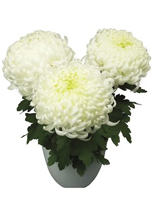 Хризантема горщикова Arber - 1