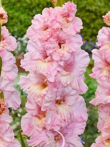 Гладиолус садовый Pink Lightning 12/14 (5 шт) - 1