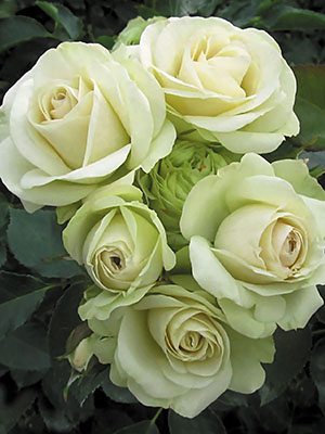 Роза флорибунда Lovely Green (1 шт) - 1