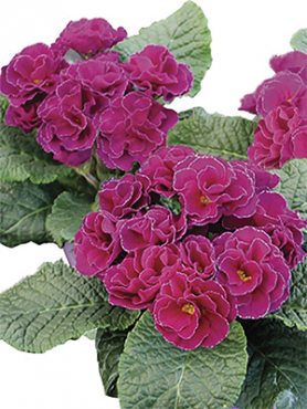 Примула обыкновенная (акаулис) Rubens Purple F1 (3 шт)