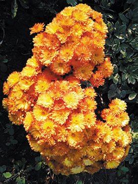 Хризантема дрібноквіткова низькоросла Branbeach Orange (9 шт)