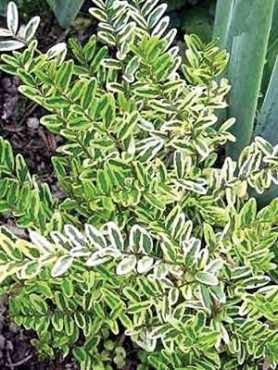 Жимолость шапочная Variegata (1 шт)