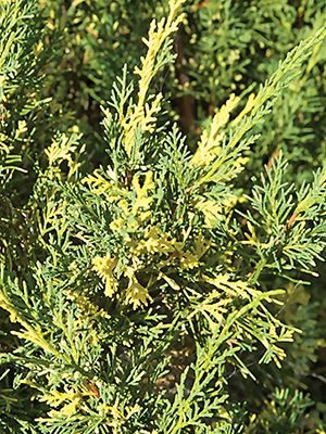 Ялівець китайський Plumosa Aureovariegata (1 шт) - 1
