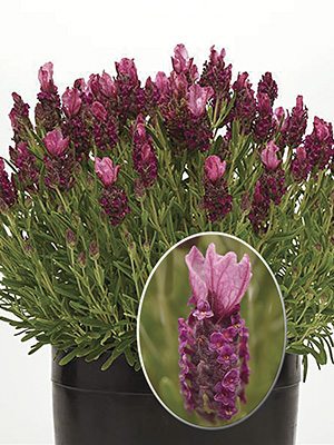 Лаванда стехадська Parfum Deep Rose (3 шт) - 1