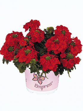Вербена гибридная Empress Flair Red (Р12) (1 шт)