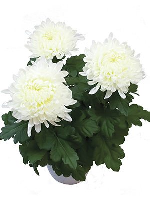Хризантема горщикова Stromboli White (3 шт) - 1